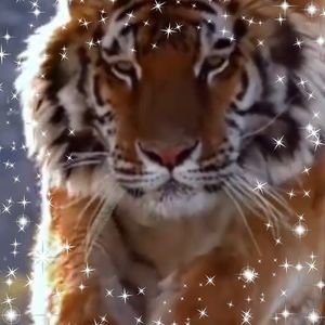 Meet your Posher, Gloria